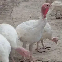 بوقلمون گوشتی جوان درجه یک