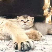 واگذاری رایگان نژاد چین چیلا