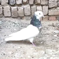 سه عدد طوقی