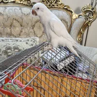 راهب آلبینو خاص چشم فالو