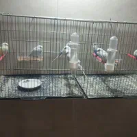 مرغ عشق