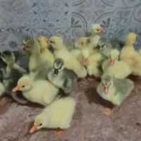 جوجه  غاز   مرغ   سیساک