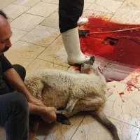 فروش دام زنده با قصاب