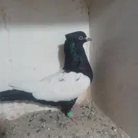 کبوتر