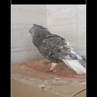 کبوتر