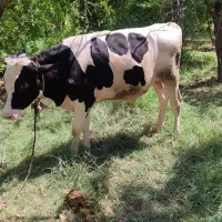 گوساله نر وزن ۳۲۰کیلو