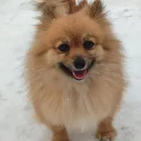 سگ پامر کاملا خونگی