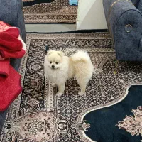سگ پامر