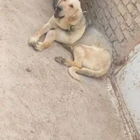 سگ عراقی  پژدر