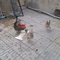 مرغ و خروس گلین تخم گذار