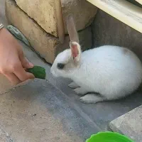 خرگوش باهوش وزرنگ