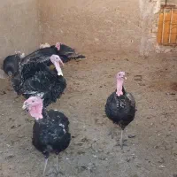 سلام فروش  بوقلمون ماده ونر