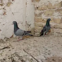 دوتا نر قلدور بی بمب