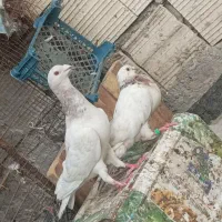 کفتر معامله