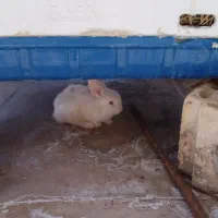بچه خرگوش ناز وخوشکل