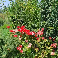 باغ-و-باغچه-ویلایی-قره-گوز-ایل