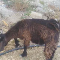 کهره نر
