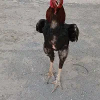 خروس لاری