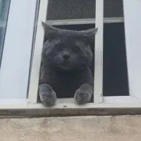 گربه نر  *فقط جهت جفت گیری*