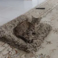 گربه خانگی کاملا تربیت شده