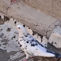 کفتر تهرونی