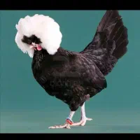 حراج جوجه لهستانی یه روزه