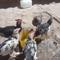 تعداد ۵ عدد جوجه خروس گلین