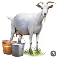 شیر بز