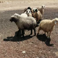 میش داشت