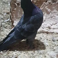 کبوترنرفولادی آسمان خراش عتیقه