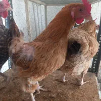 مرغ و خروس