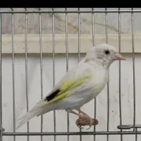 سهره