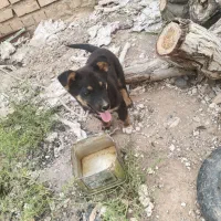 تولع سگ پا کوتاه