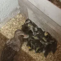 جوجه اردک و اردک اصل