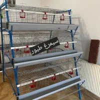 قفس مرغ تخمگذار مرغداری