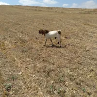 فروش بزنر