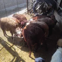 بره