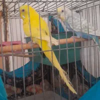 مرغ عشق|پرنده|کیار, |دیوار