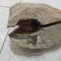 سنگ فسیل