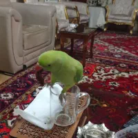 طوطی ملنگو