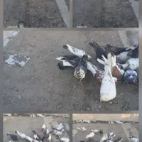 کبوتر