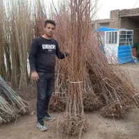 فندق|گل و گیاه طبیعی|پارس‌آباد, |دیوار