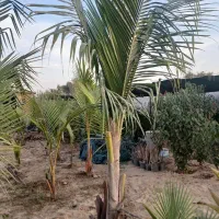 نهال نارگیل و گل های گرمسیری