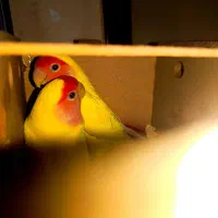 عروس هلندی‌ مولد
