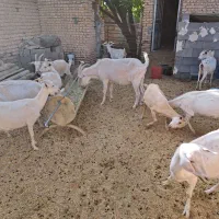 بز سانن