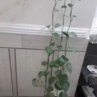 پیچک با گلدان
