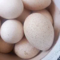 بوقلمون