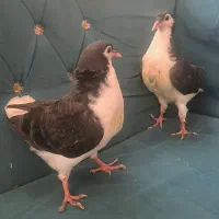 کبوتر نر جوجه