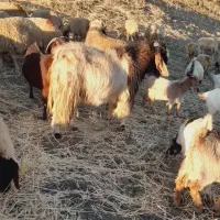 بز نر|حیوانات مزرعه|کرمانشاه, |دیوار