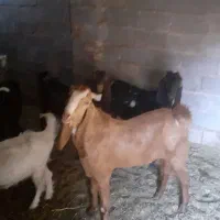 بز ابستن